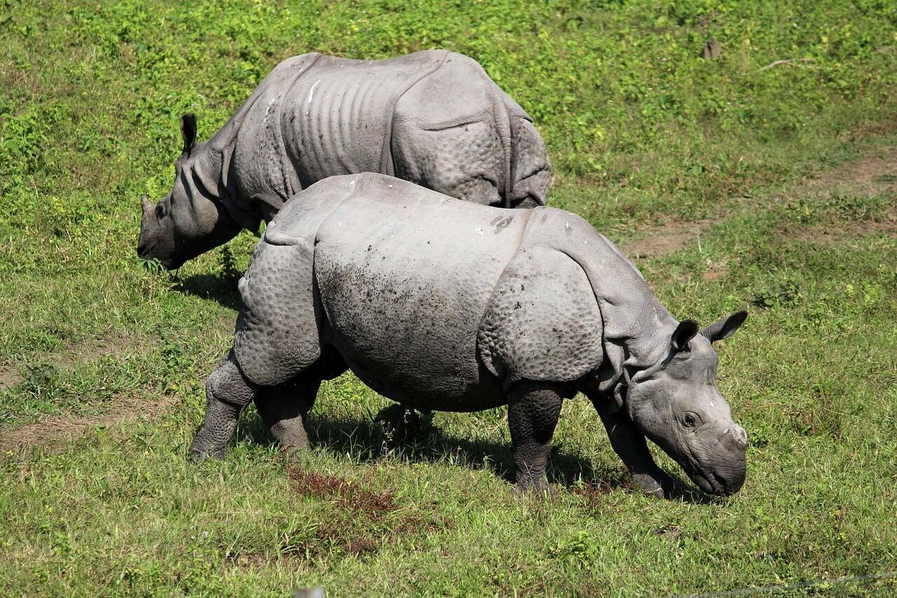 Kaziranga