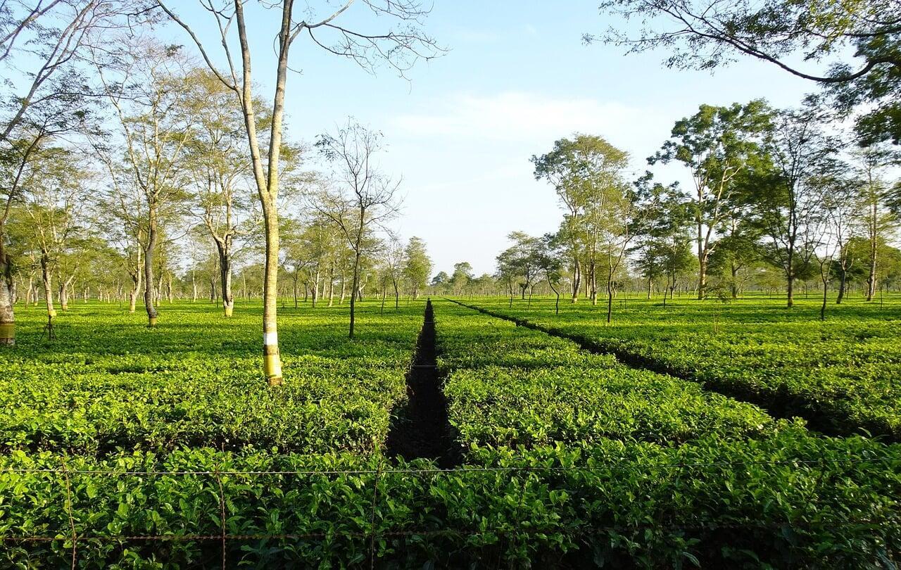 Tea Garden