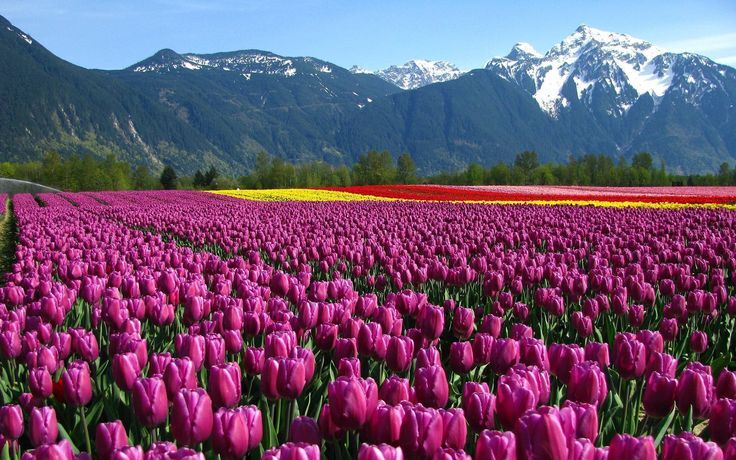 Kashmir flower garden