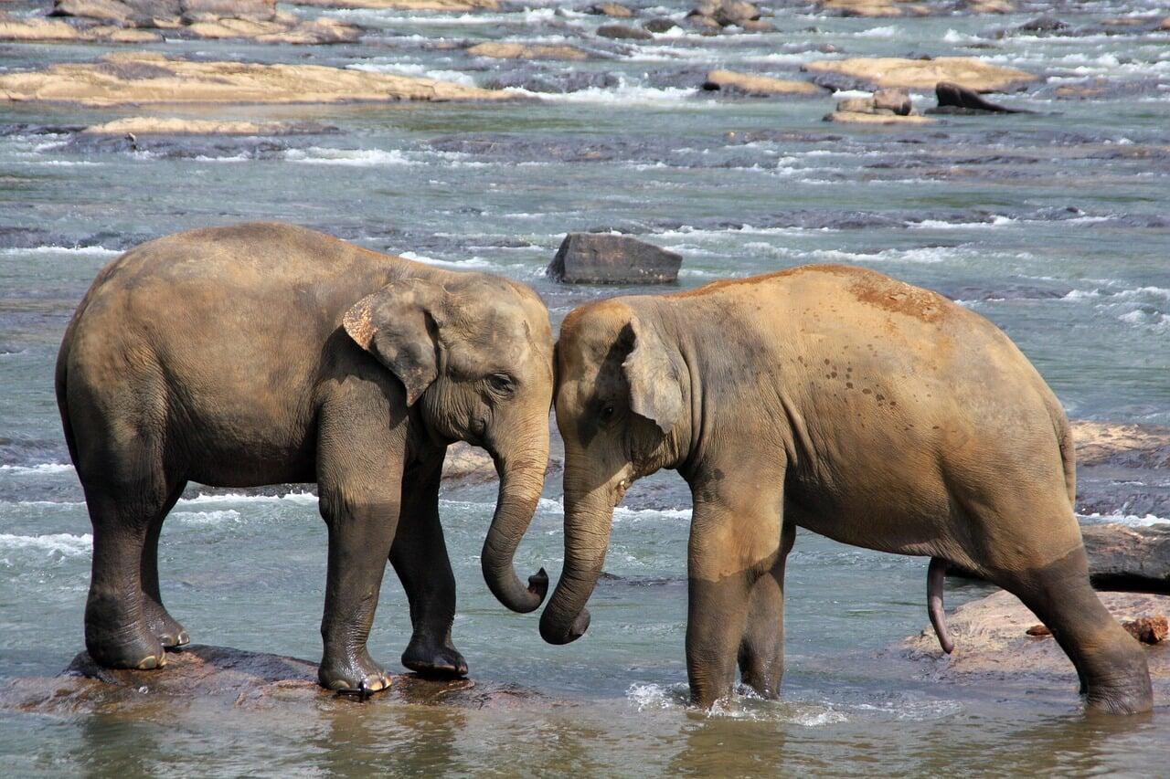 Two Elephants